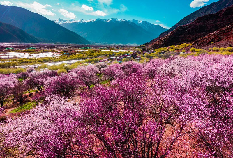 2025年西藏林芝桃花节行程线路安排