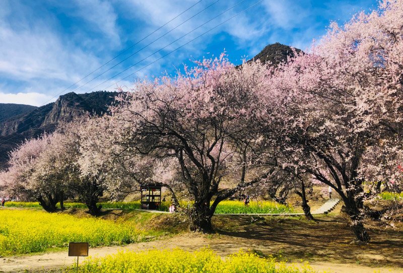 林芝桃花 (4)