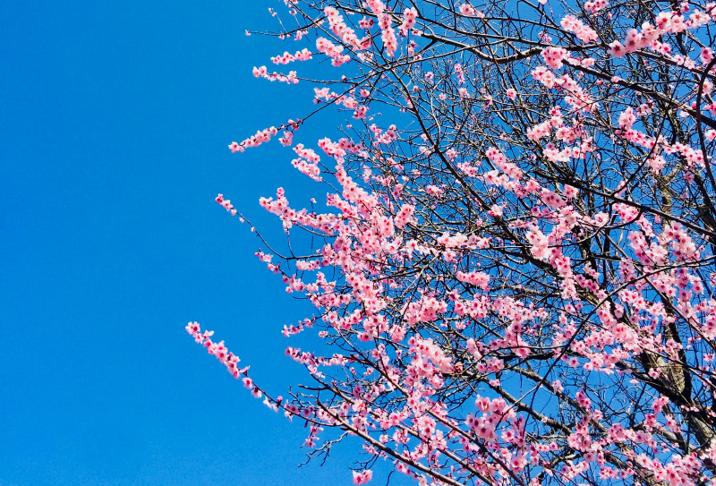 2025年林芝桃花节开幕时间