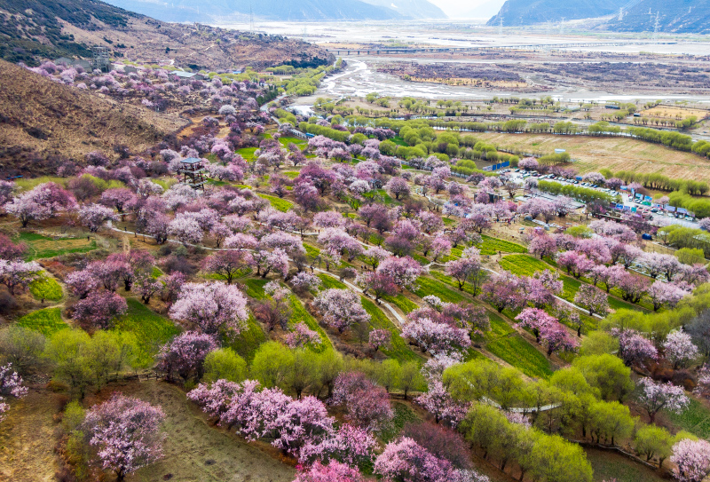 林芝桃花节摄影团-嘎啦桃花村