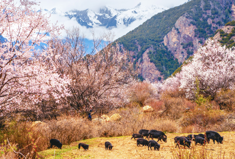 林芝桃花节摄影团1