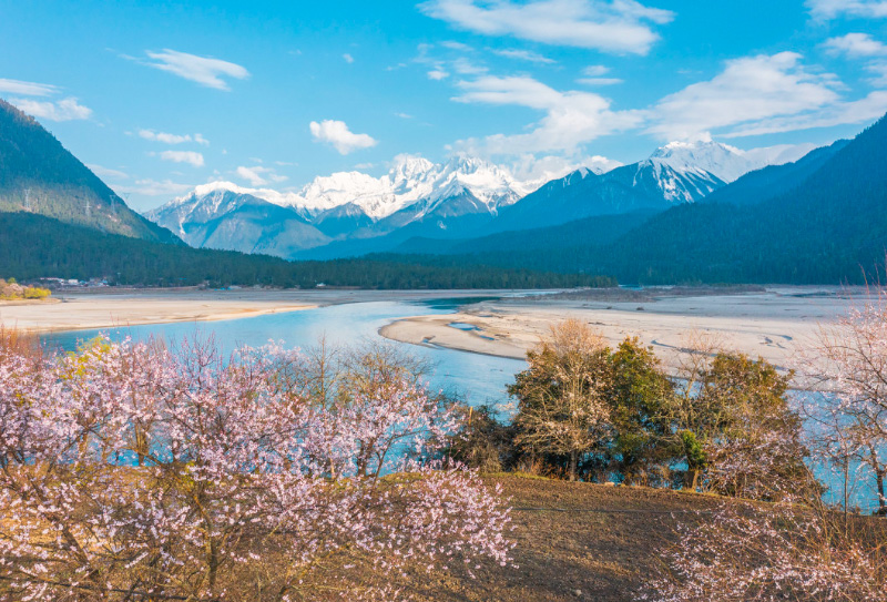 林芝桃花