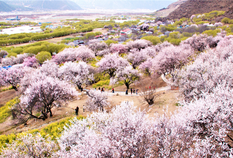 林芝桃花节摄影团